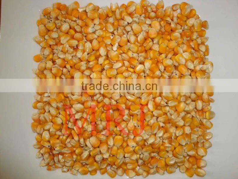 Indian Yellow Maize