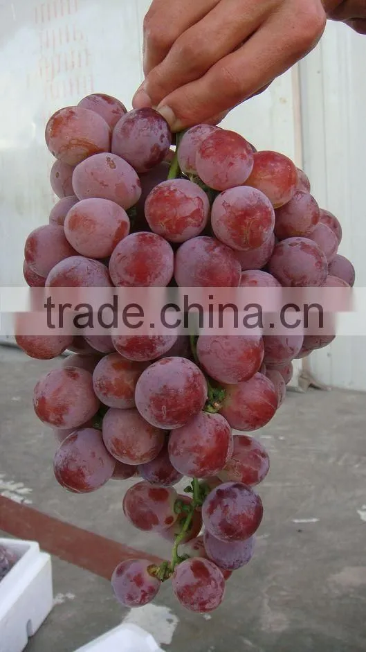 Fresh style and grapefruit type fresh fruit from China