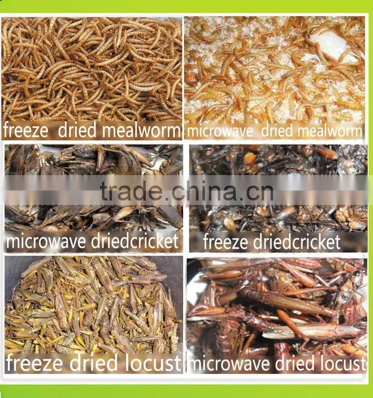 high protein dry crickets for bird food