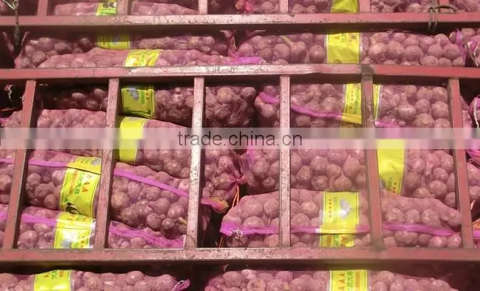 modest price garlic packaging mesh sack