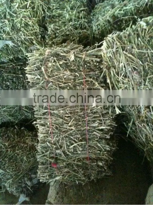 2016 Echinacea root