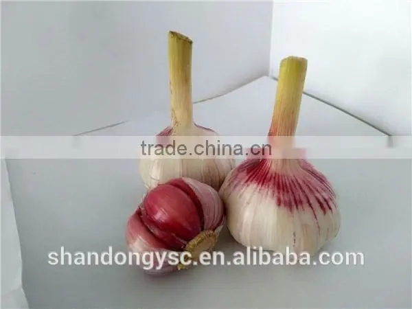 wholesale fresh garlic China garlic price
