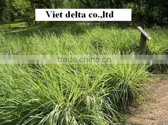 lemongrass/fresh lemongrass/dried sliced lemongrass