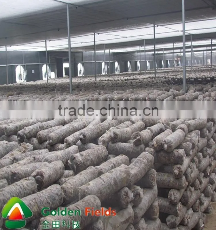 Hot Sale High Quality Cultivated Organic Dried Shiitake cultivation rods