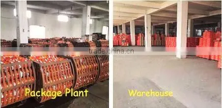 Double Concentrate Canned Tomato Paste Factory Size 70g~3000g.