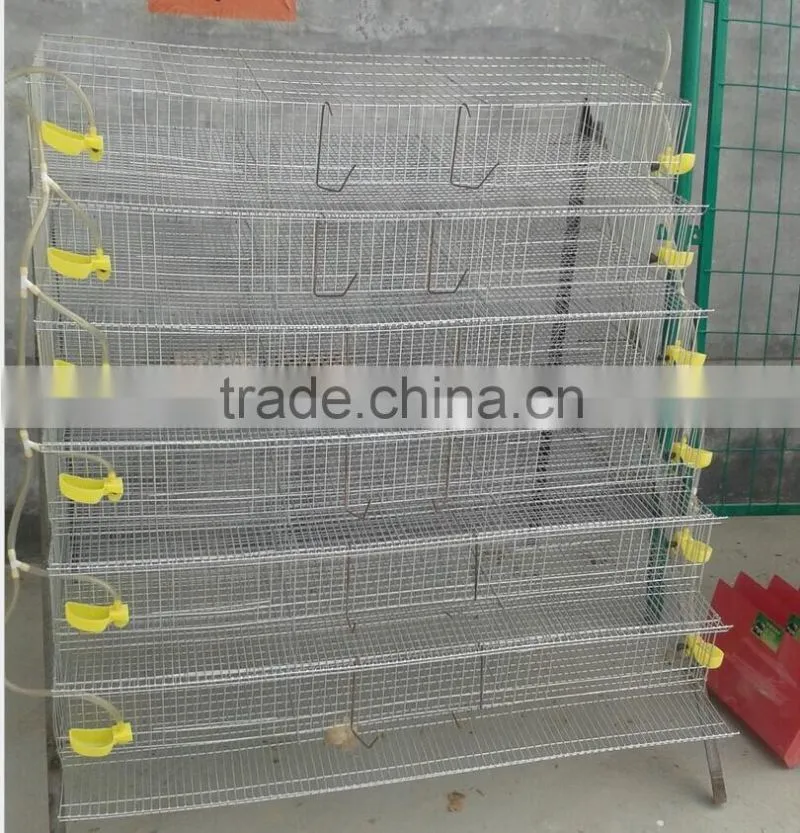 Quail Farm automatic drinker and feeder Equipment For Sale