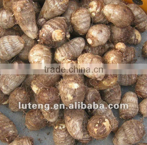 2015 New Season of Chinese Fresh Taro