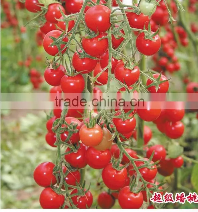 Hybrid Cherry tomato seeds for growing-Super Banto