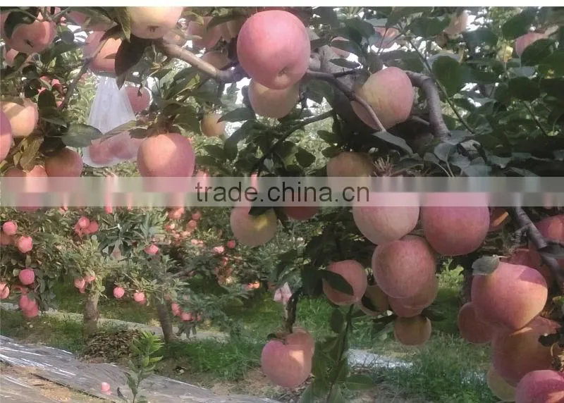 Mo Fulvic acid fertilizer