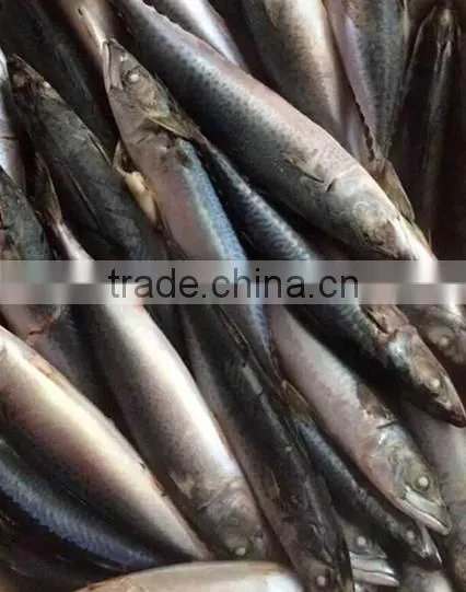 Frozen Pacific Mackerel Importers In China