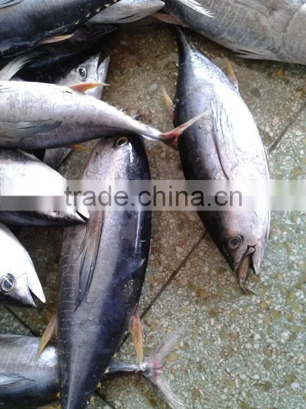YELLOWFIN TUNA FEOZEN SEA FISH