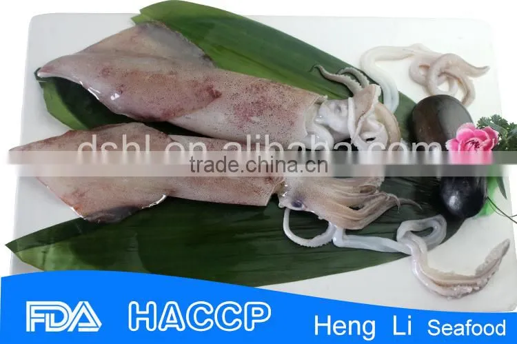 HL0088 illex squid tubes squid fish