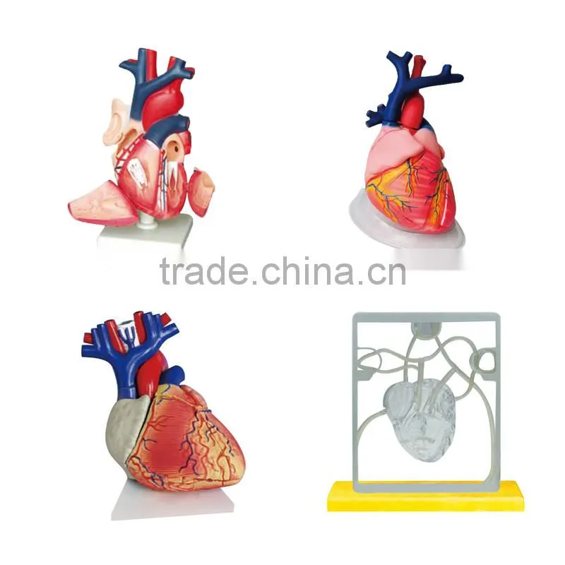 Human Heart Anatomical Model