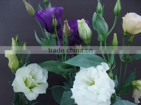 Professional High Quality Fresh Cut Flowers Multicolor Eustoma Flower Bulk Sale From Yunnan,China