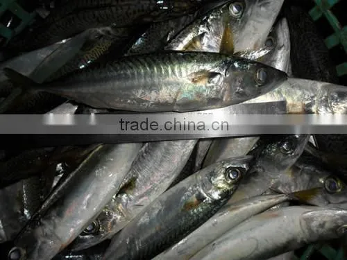 Frozen horse mackerel with middle sizes