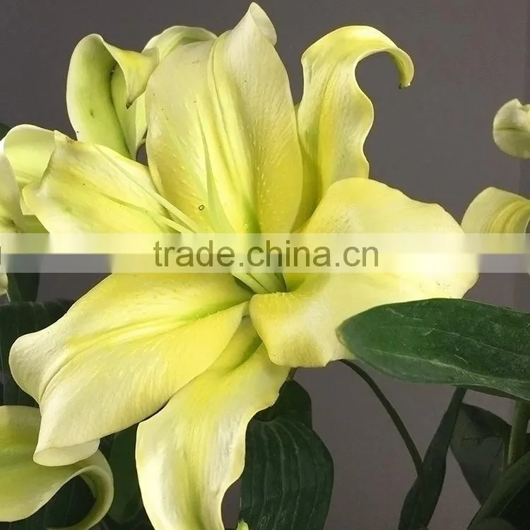 Super quality yellow king colorful small lily flower