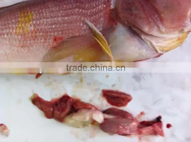 Frozen red horsehead fish