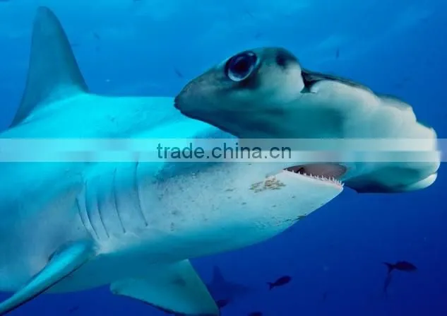 Entertainment water park rotary shark model BV approved