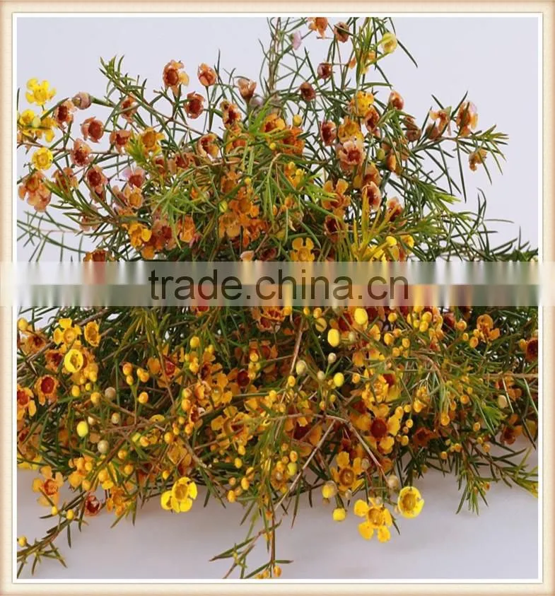 the first class fresh wintersweet plant to delivery across the world
