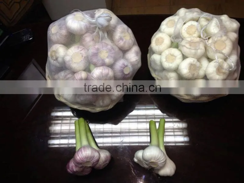 Garlic
