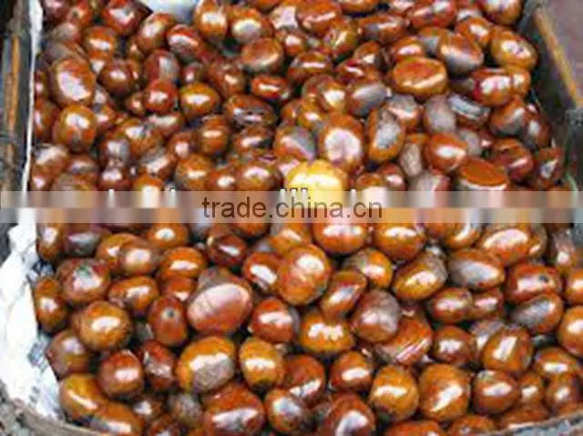 Sweet Chestnut - Castanea sativa