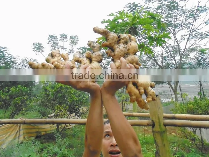 New Ginger from viet nam 2015 - 2016