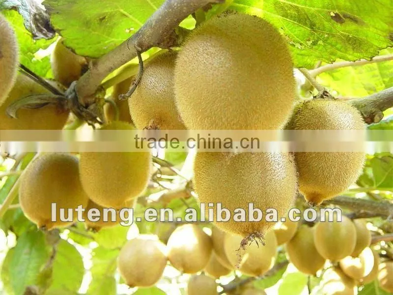 2016 new crop chinese fresh kiwi fruits with good quality
