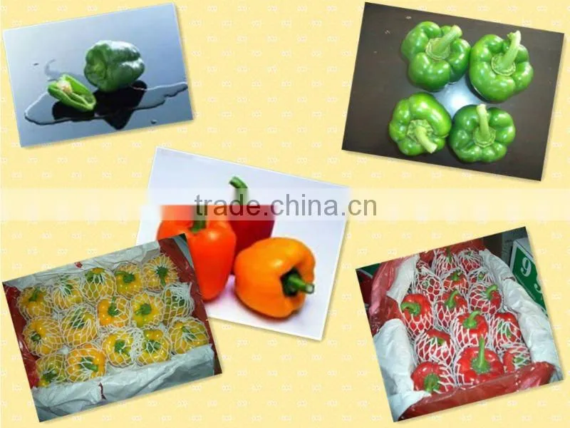 2013 NEW CROP FRESH BELL PEPPER