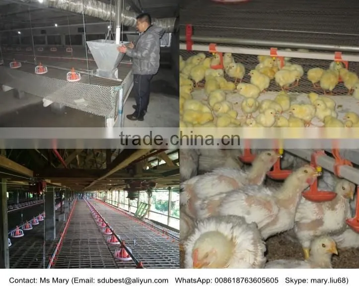 Industrial chicken shed/broiler farm/poultry house construction design