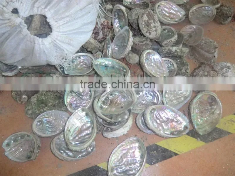 Japanese raw abalone shell
