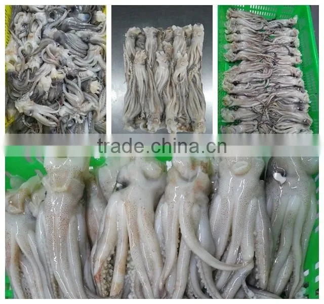 Frozen illex squid tentacle and squid head BQF