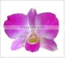 Thailand Top Quality D-014 Dendrobium Dyed Blue Orchid