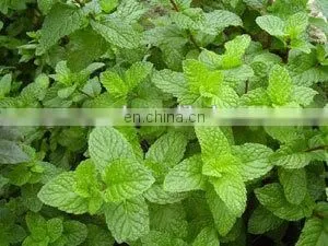 Commercial mint extract processing plant / mint syrup processing line