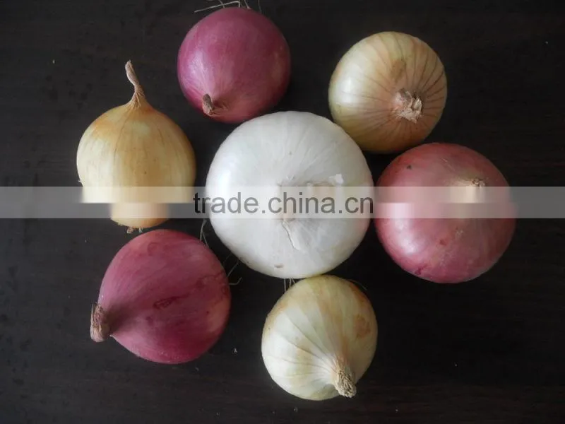 fresh red onion /red onion/yellow onion