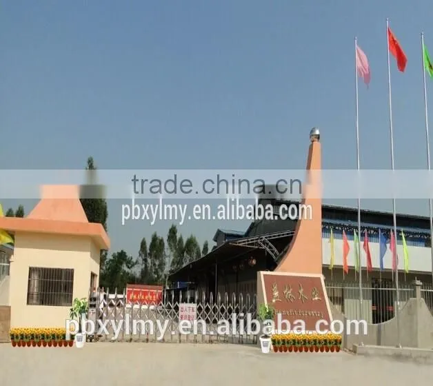 Hot sale ply wood poplar eucalyptus timber venner core plywood prices