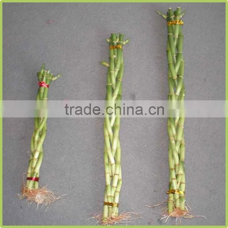 5pcs braided lucky bamboo air bonsai tree dracaena sanderiana indoor ornamental aquatic plants nursery garden decoration