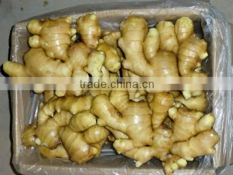 New Crop 2013 Fresh Ginger