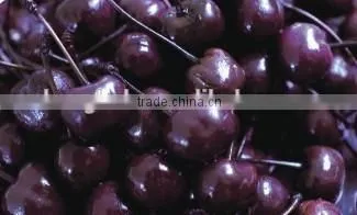 Canned Black MARASCHINO Cherry With Stem