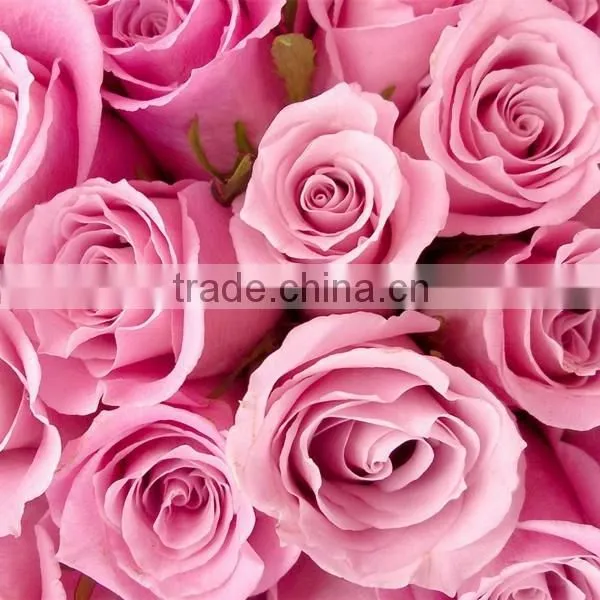 Wholesale Fresh Cut Rose Flowers Roses for Valentine's Day