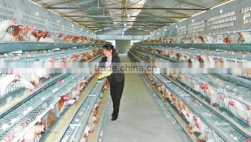 High Quality Poultry 4 Layer Chicken Cages for Poultry Chicken Egg Cages Farm