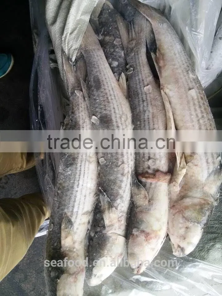 wild frozen grey mullet wr roe off new catch