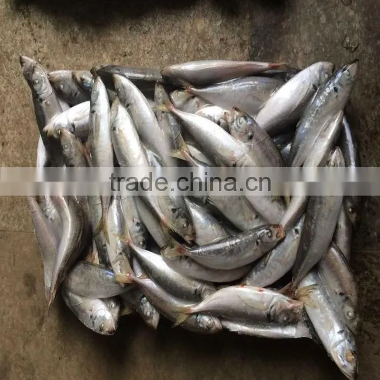 Blue round scad fish frozen blue round scad in good quality