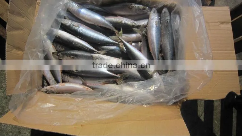 New frozen mackerel whole round