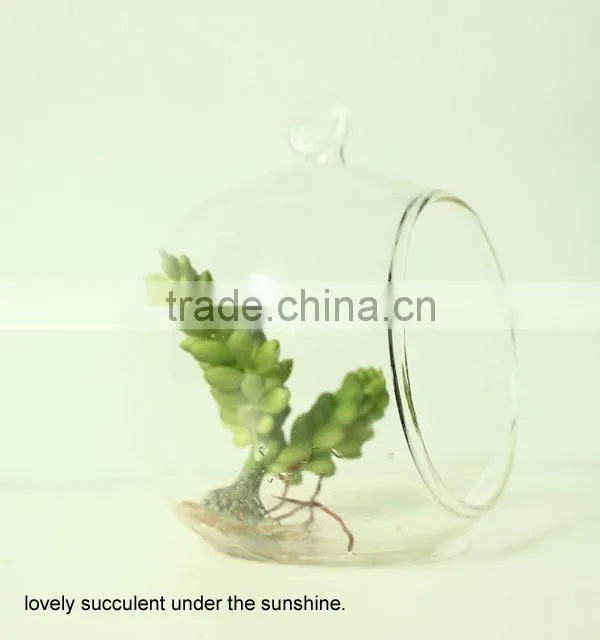 New art succulents mini succulent glass pot succulent