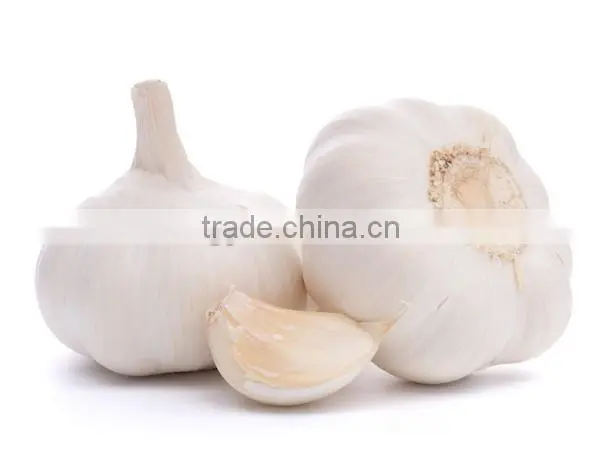 China factory price first grade pure white garlic fresh