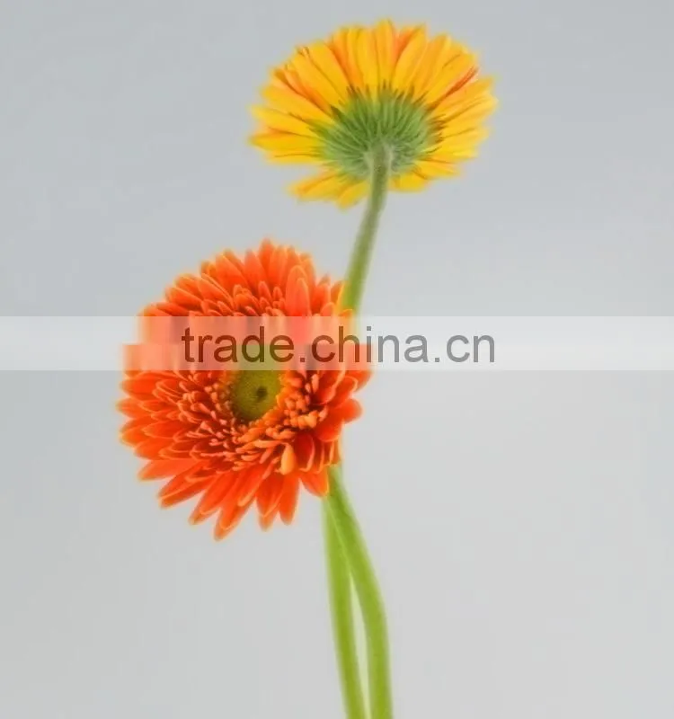 Popular Golden Sun exquisite wedding flowers gerberas
