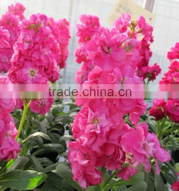 High grade new arrival transparent violet red purple