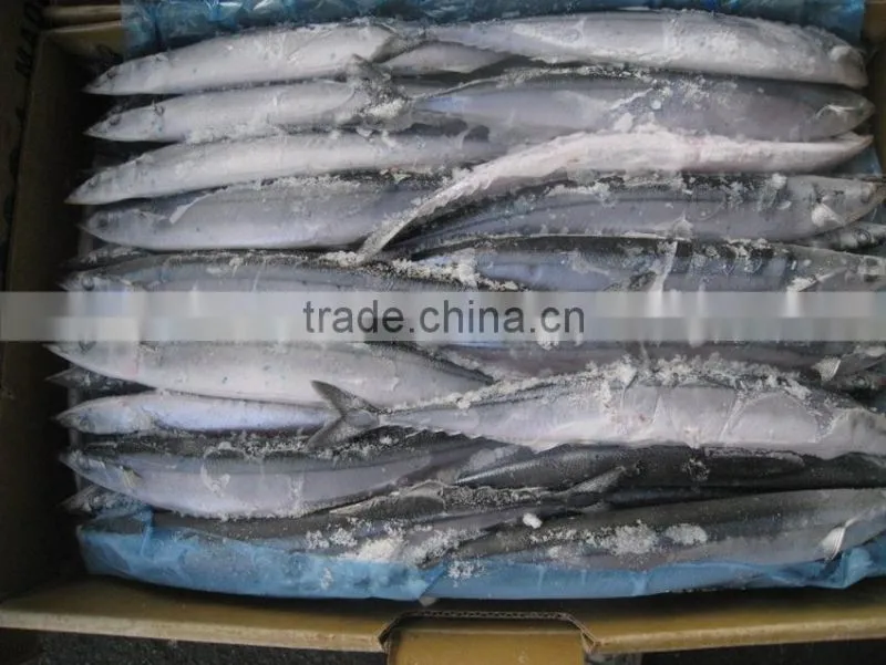 seafrozen pacific saury wr