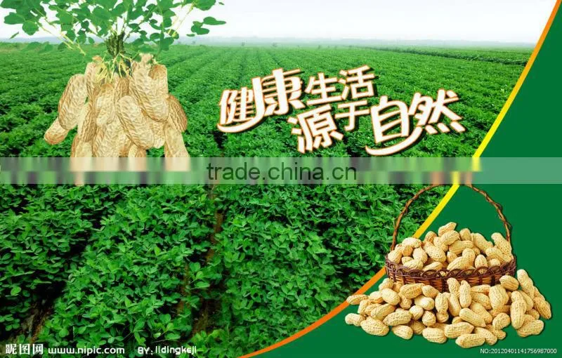 Good peanut kernel 24/28 blanched peanuts 25/29 //peanuts 40/50