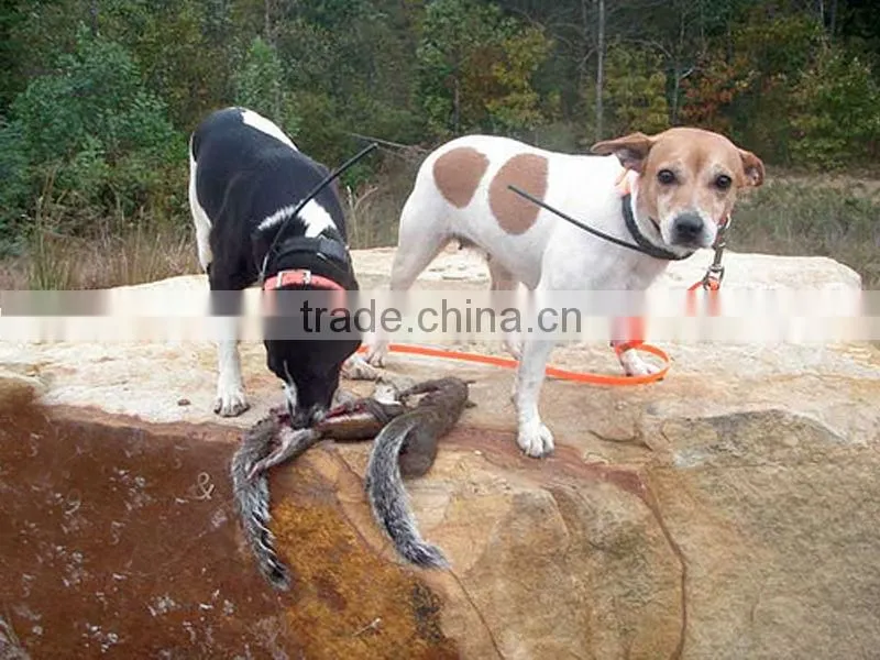 French TPU dog collar in blaze orange adjustable
